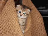 scottishfold